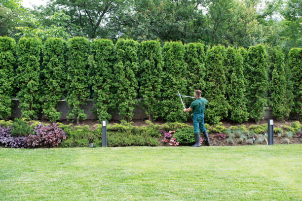 Organic Lawn Care Solutions in Wilmington, DE